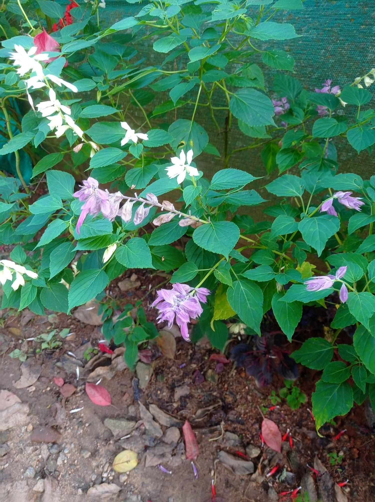 Munnar Home Stay Teadrops Plantation Villa Luaran gambar
