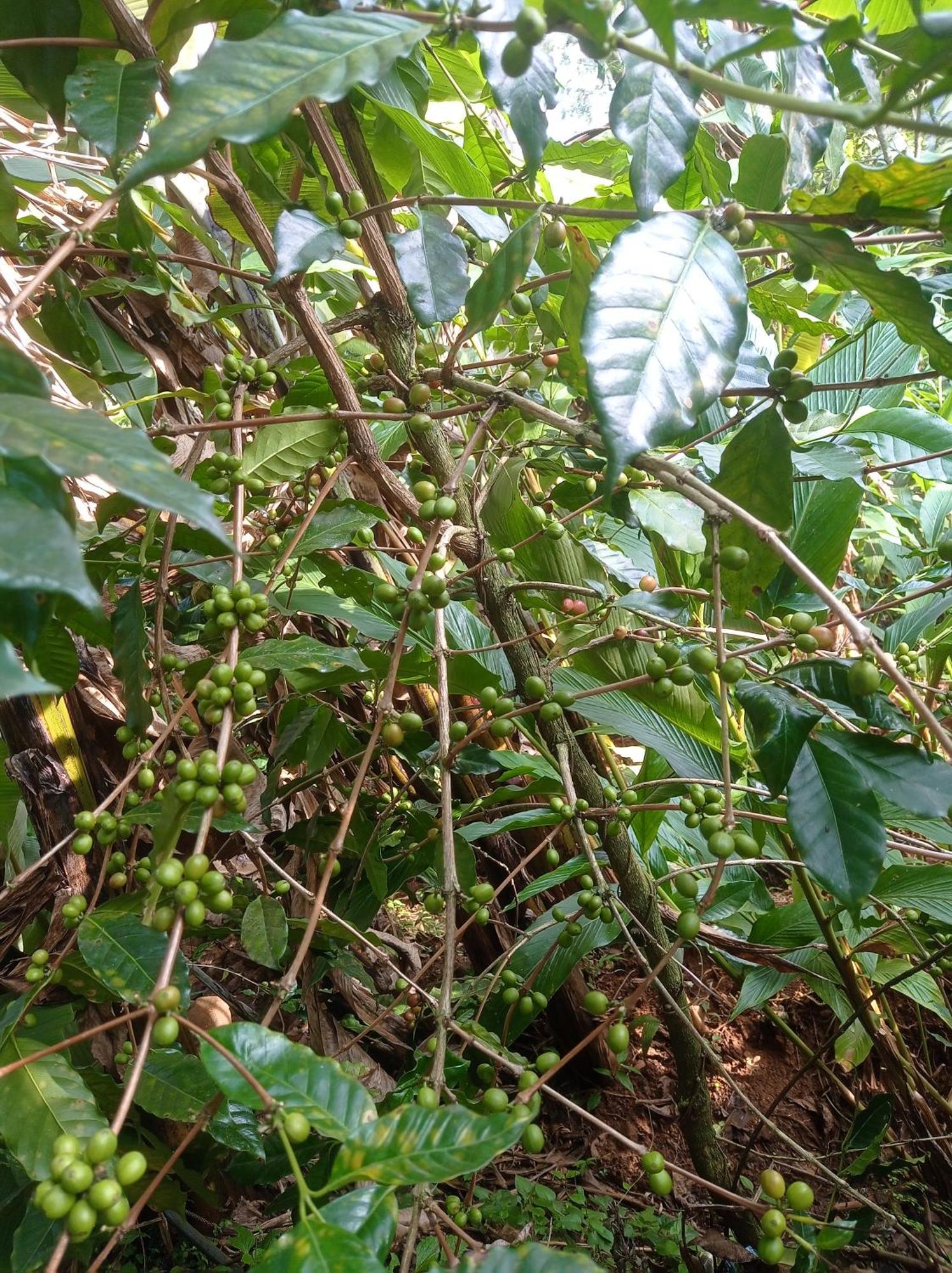 Munnar Home Stay Teadrops Plantation Villa Luaran gambar