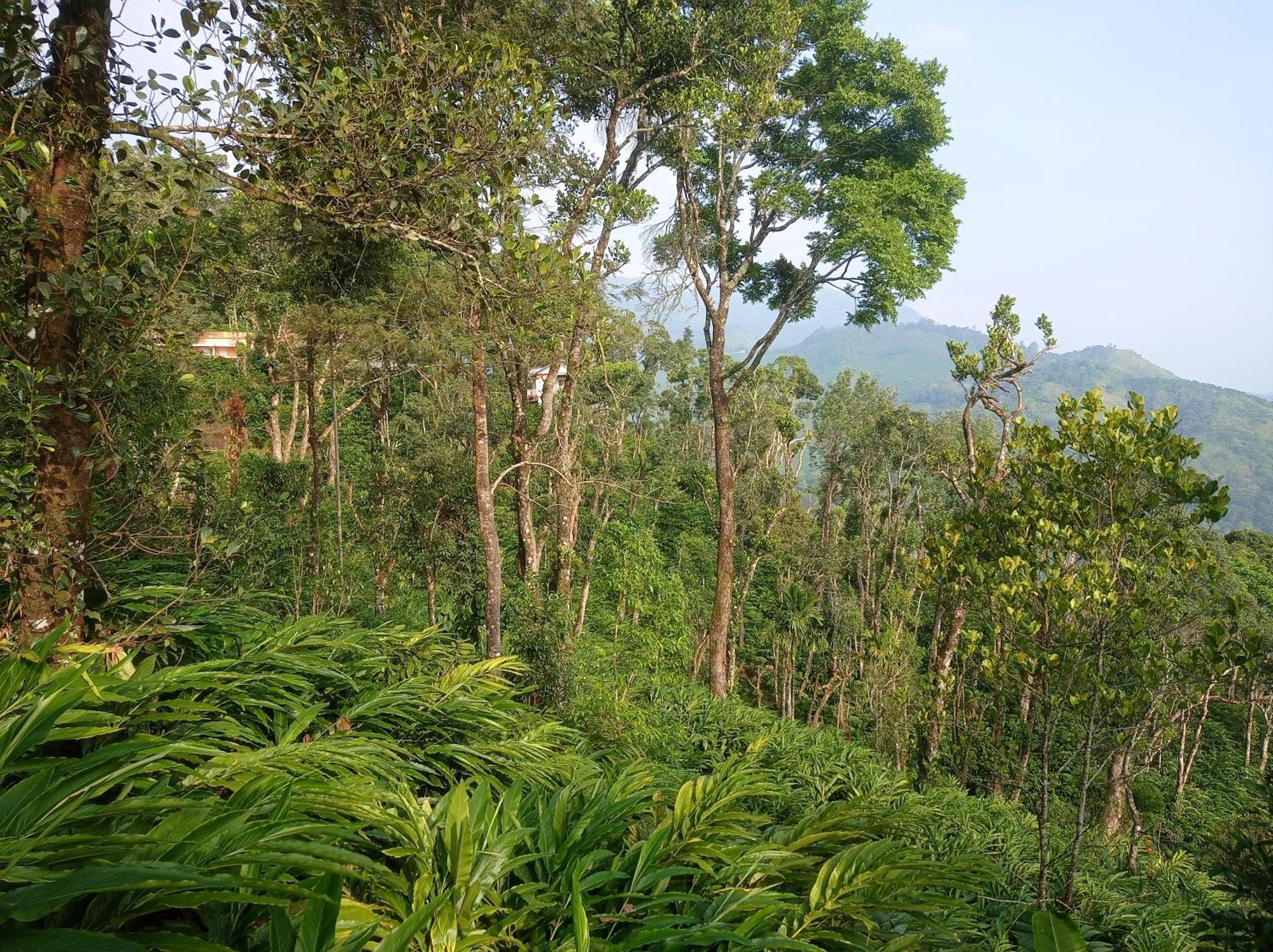 Munnar Home Stay Teadrops Plantation Villa Luaran gambar