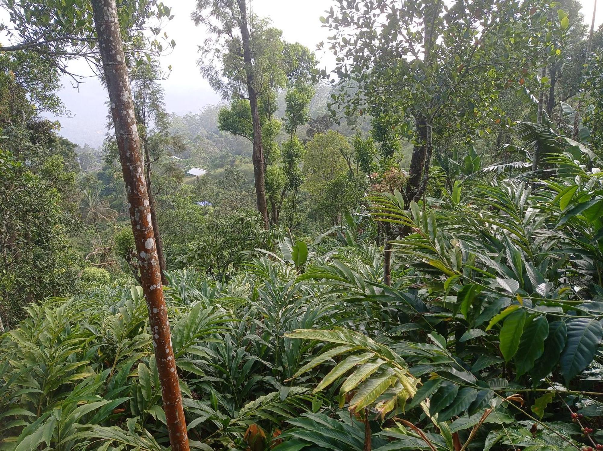 Munnar Home Stay Teadrops Plantation Villa Luaran gambar