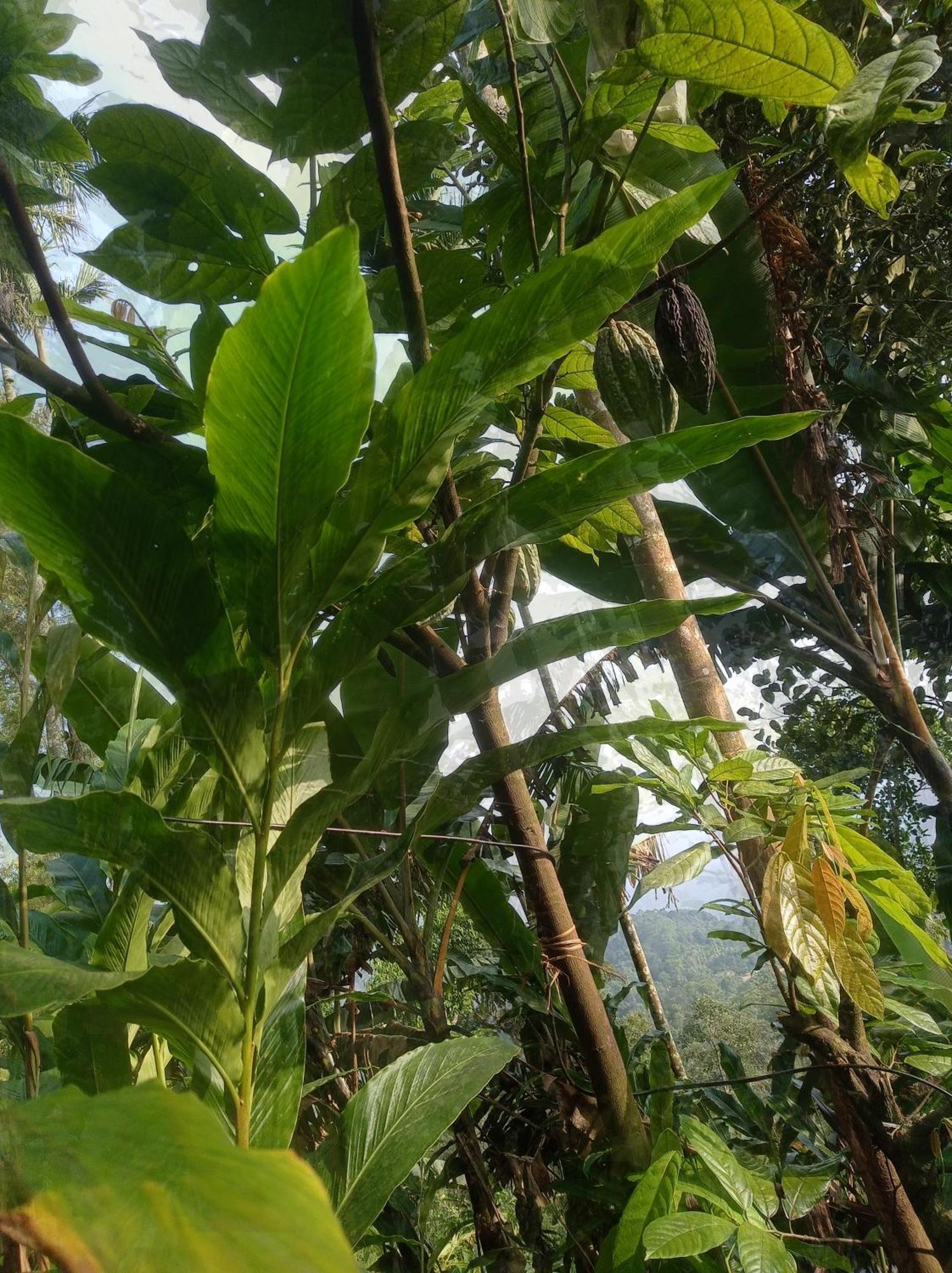 Munnar Home Stay Teadrops Plantation Villa Luaran gambar