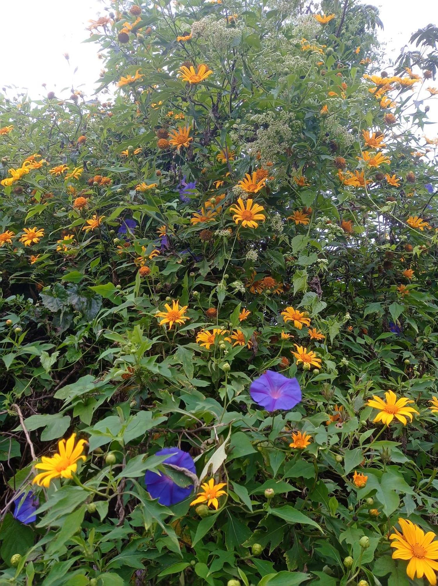 Munnar Home Stay Teadrops Plantation Villa Luaran gambar