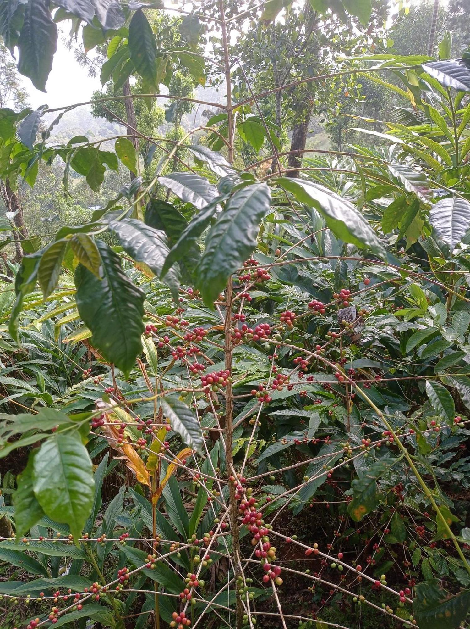 Munnar Home Stay Teadrops Plantation Villa Luaran gambar