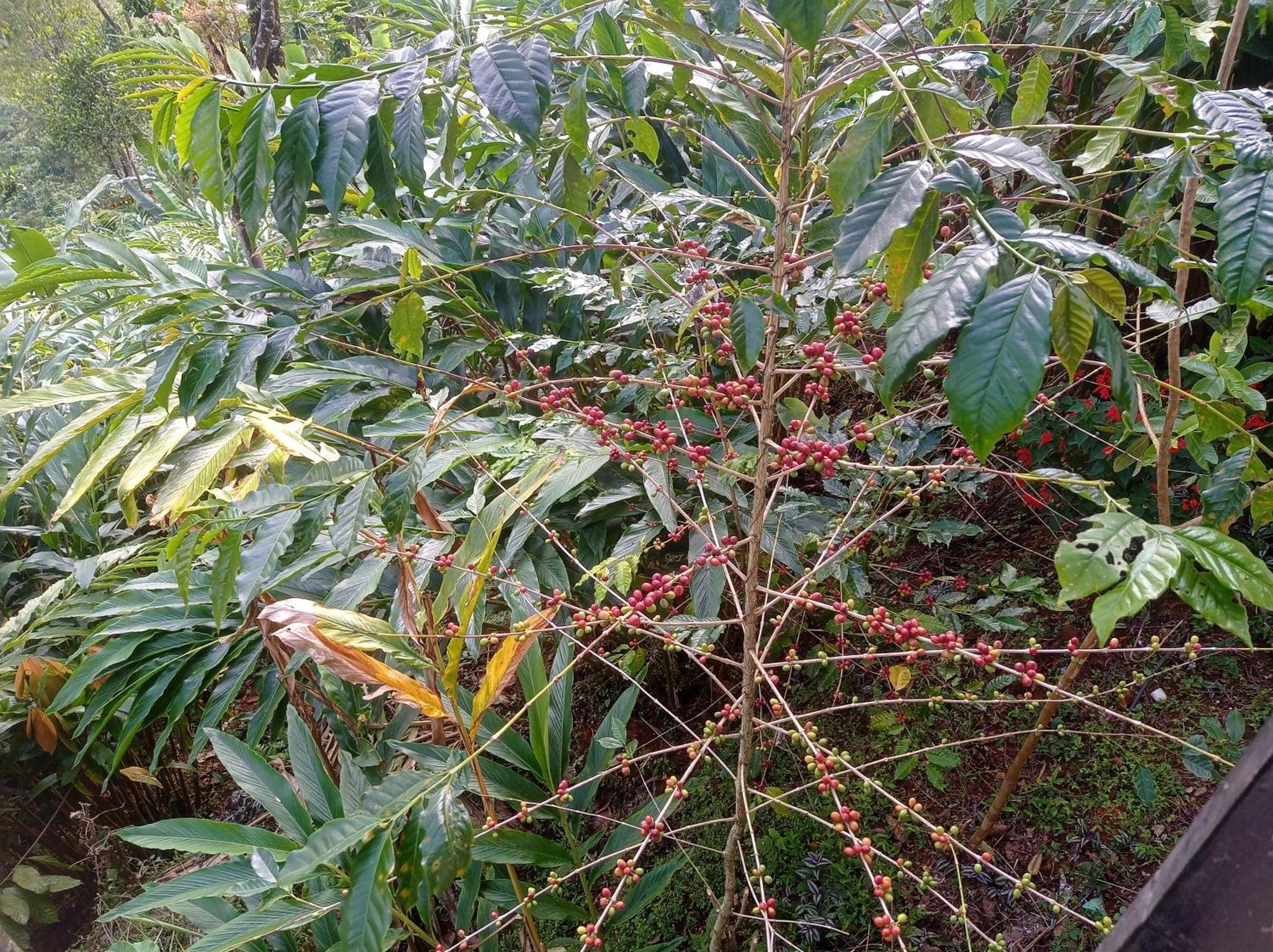 Munnar Home Stay Teadrops Plantation Villa Luaran gambar
